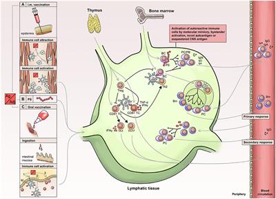 Vaccination in Multiple Sclerosis: Friend or Foe?